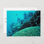 コーラルリーフ ポストカード (正面/裏面)