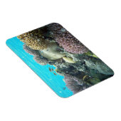 コーラルリーフ マグネット (右側)