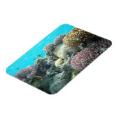 コーラルリーフ マグネット (左側)