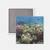 コーラル、アギンコート素晴らし礁、バリアリーフ、 マグネット (正面/裏面)