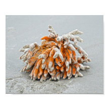 コーラル・オン・ザ・ビーチ・キアワ島