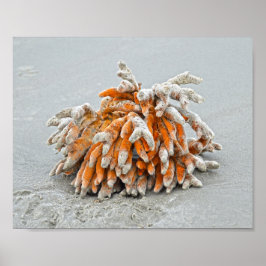 コーラル・オン・ザ・ビーチ・キアワ島 ポスター