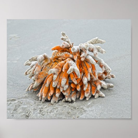 コーラル・オン・ザ・ビーチ・キアワ島 ポスター (正面)