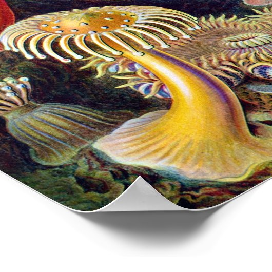 コーラル ポスター (角)