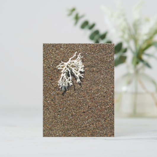 コーラル ポストカード (スタンド正面)