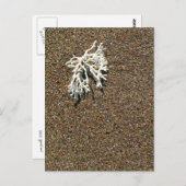 コーラル ポストカード (正面/裏面)