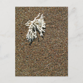 コーラル ポストカード
