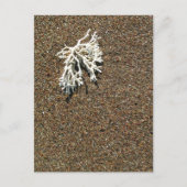 コーラル ポストカード (正面)