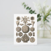 コーラル ポストカード (スタンド正面)