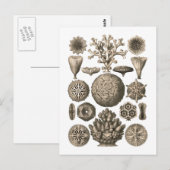 コーラル ポストカード (正面/裏面)