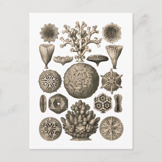 コーラル ポストカード (正面)