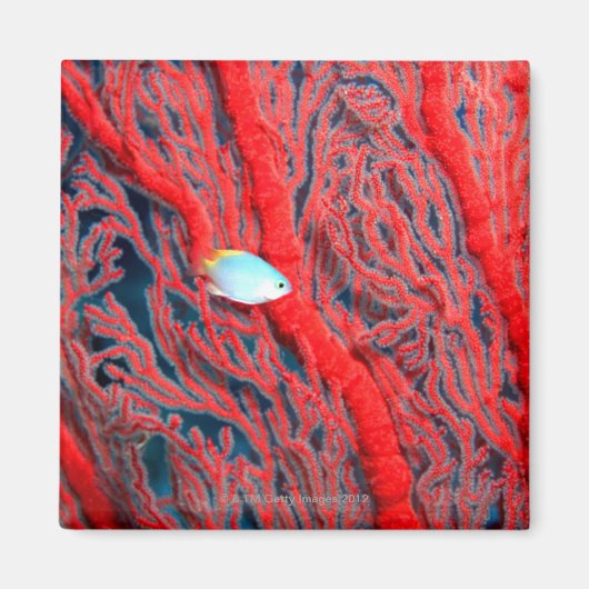 コーラル マグネット (正面)