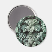 コーラル マグネット (正面/裏面)