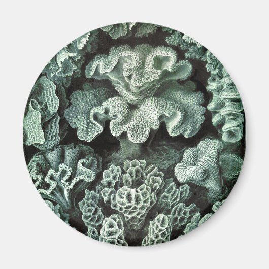 コーラル マグネット (正面)