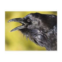 コーリング・レイヴン