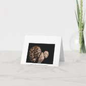 コーリーコーンカード カード (裏面)