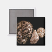 コーリーコーン磁石 マグネット (正面/裏面)