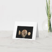 コーリーコーン2カード カード (裏面)