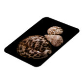 コーリーコーンVinylマグネット マグネット (左側)