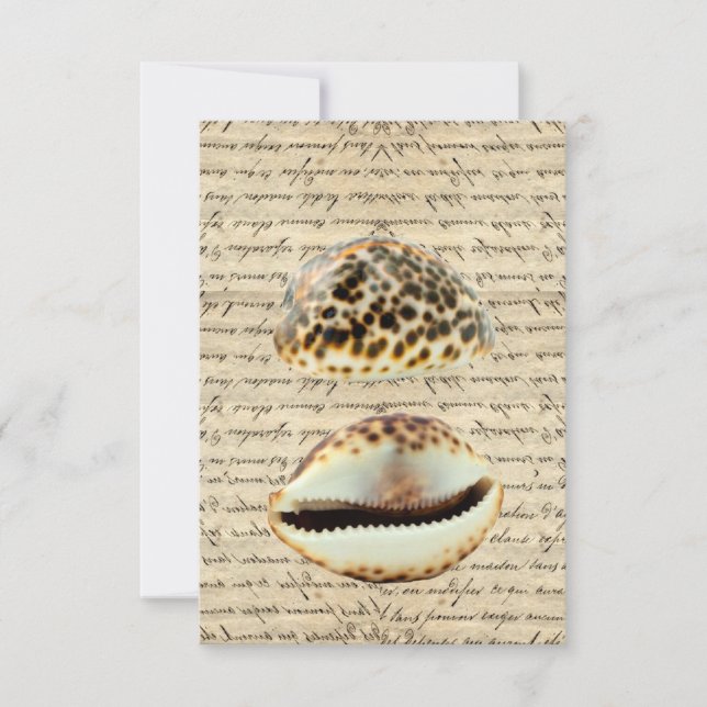 コーリー貝 (正面)