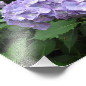 コーンウォールのトレバー・ガーデンズにあるアジサイ フォトプリント            (角)
