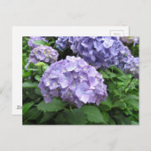 コーンウォールのトレバー・ガーデンズにあるアジサイ ポストカード (正面/裏面)