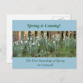 コーンウォールの最初の春の雪 ポストカード (正面/裏面)