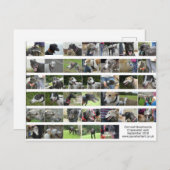 コーンウォールグレイハウンド – 2018年9月 ポストカード (正面/裏面)