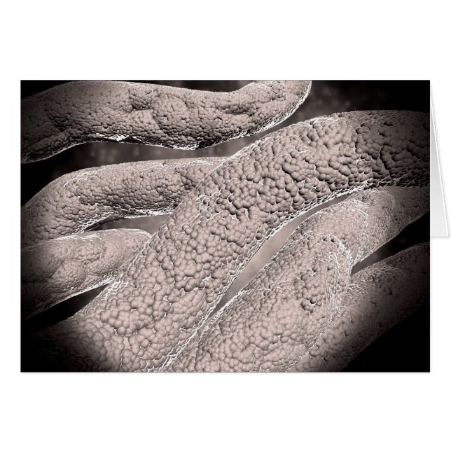 コーンコブ形成の顕微鏡的見解 (正面横)