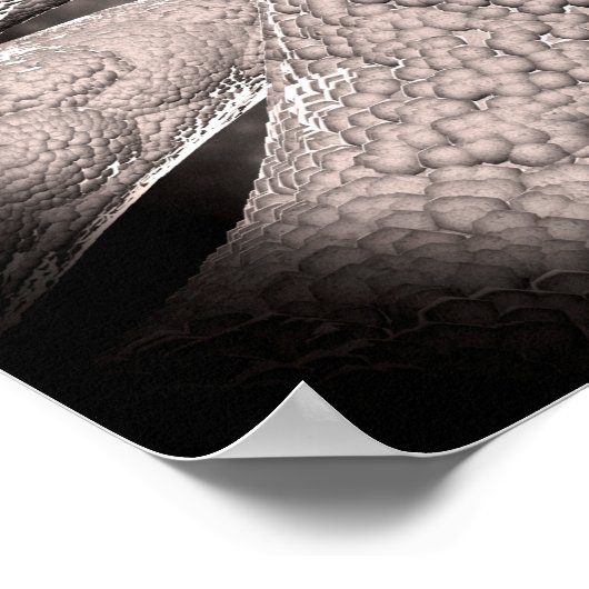 コーンコブ形成の顕微鏡的見解 ポスター (角)