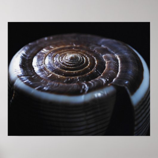 コーンシェル ポスター (正面)