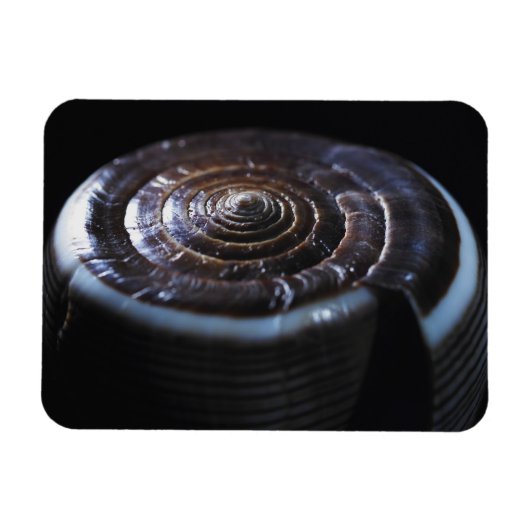 コーンシェル マグネット (横)