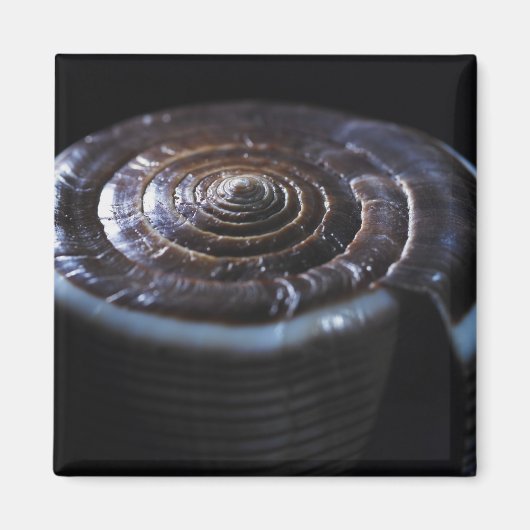 コーンシェル マグネット (正面)