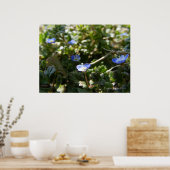 コーンスピードウェル1 ポスター (キッチン)