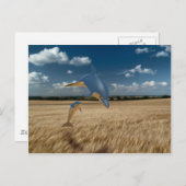 コーンフィールドドルフィンズ ポストカード (正面/裏面)