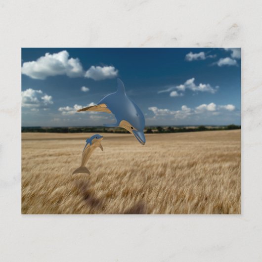 コーンフィールドドルフィンズ ポストカード (正面)