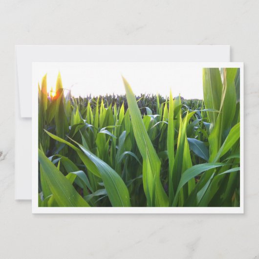 コーンフィールドハーベストフォト招待状テンプレート 招待状 (正面)