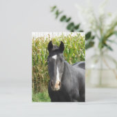 コーンフィールド前の美しい黒馬 ポストカード (スタンド正面)