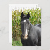 コーンフィールド前の美しい黒馬 ポストカード (正面/裏面)