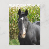 コーンフィールド前の美しい黒馬 ポストカード (正面)