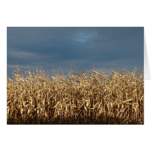 コーンフィールド (正面横)