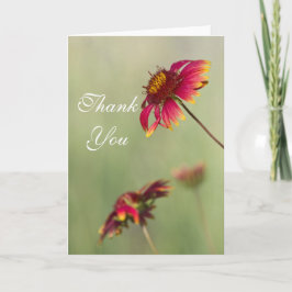 コーンフラワーが咲き始めて ありがとう。 サンキューカード