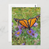 コーンフラワーの美しい蝶 ポストカード (正面/裏面)