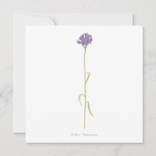 コーンフラワーウォーターカラー カード (正面)