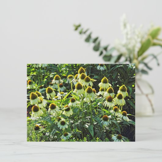 コーンフラワーズビュートパーク,カーディフ,ウェールズ カード (スタンド正面)