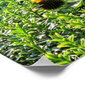 コーンフラワーズビュートパーク,カーディフ,ウェールズ ポスター (角)