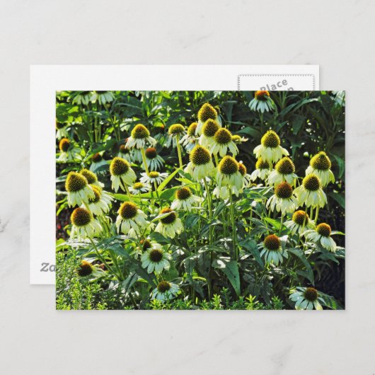 コーンフラワーズビュートパーク,カーディフ,ウェールズ ポストカード (正面/裏面)