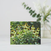 コーンフラワーズビュートパーク,カーディフ,ウェールズ ポストカード (スタンド正面)