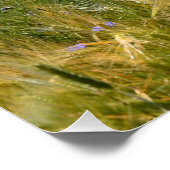 コーンフラワーズフィールド ポスター (コーナー)