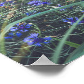 コーンフラワーフィールド ポスター (角)